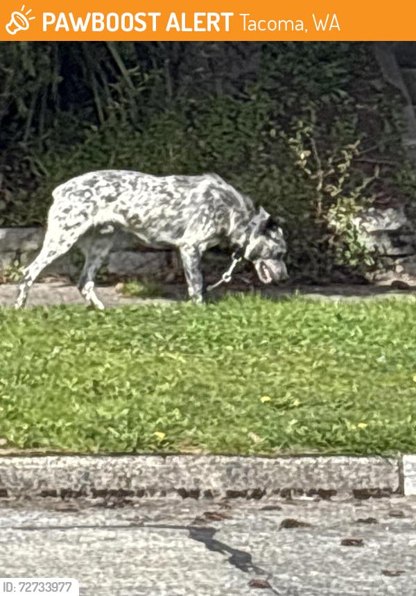 Found/Stray Unknown Dog last seen Park st 49th , Tacoma, WA 98408