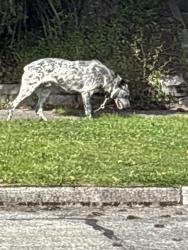 Found/Stray Unknown Dog last seen Park st 49th , Tacoma, WA 98408