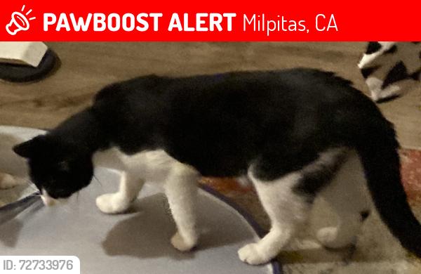 Lost Male Cat last seen Near wool dr, Milpitas, CA 95035