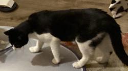 Lost Male Cat last seen Near wool dr, Milpitas, CA 95035