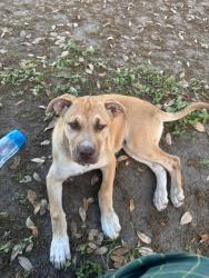 Found/Stray Female Dog last seen Washington Dr, League City, TX 77573