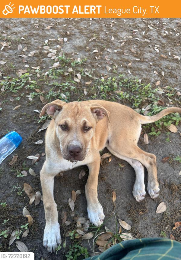 Found/Stray Female Dog last seen Washington Dr, League City, TX 77573