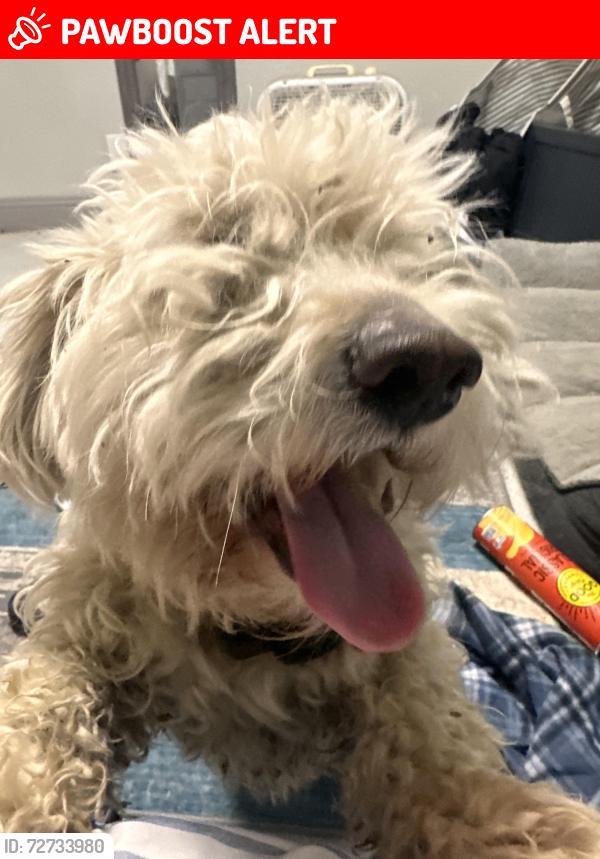 Lost Male Dog last seen Near SW Jacquelyn St Milton Freewater OR, Milton-Freewater, OR 97862