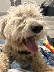 Lost Male Dog last seen Near SW Jacquelyn St Milton Freewater OR, Milton-Freewater, OR 97862