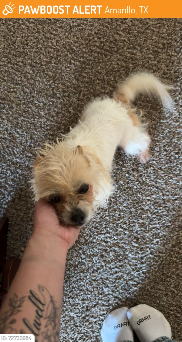 Found/Stray Female Dog last seen western st, Amarillo, TX 79109
