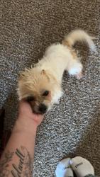 Found/Stray Female Dog last seen western st, Amarillo, TX 79109