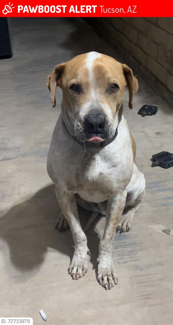 Lost Male Dog last seen Valencia and 12th, Tucson, AZ 85756