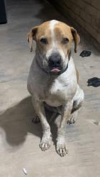 Lost Male Dog last seen Valencia and 12th, Tucson, AZ 85756