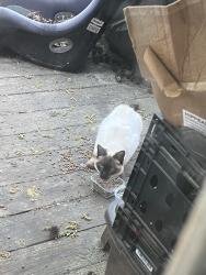 Found/Stray Unknown Cat last seen Cedar shoals , Athens, GA 30605
