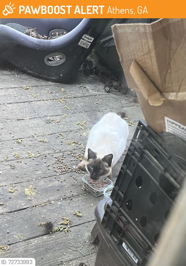 Found/Stray Unknown Cat last seen Cedar shoals , Athens, GA 30605