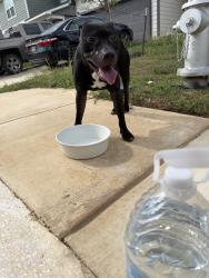 Found/Stray Male Dog last seen Near Homing MeadowSan Antonio, TX  78253United States, San Antonio, TX 78253