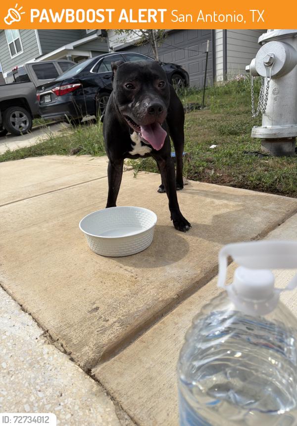 Found/Stray Male Dog last seen Near Homing MeadowSan Antonio, TX  78253United States, San Antonio, TX 78253