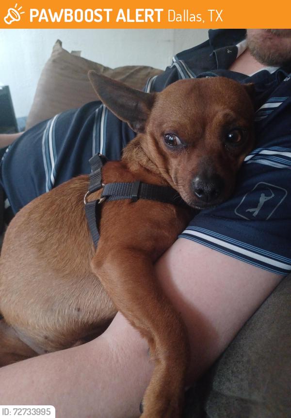 Found/Stray Male Dog last seen Peak St and Elm St, Dallas, TX 75246