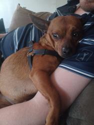Found/Stray Male Dog last seen Peak St and Elm St, Dallas, TX 75246