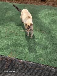 Found/Stray Female Cat last seen Near Allen nease, San Agustín, FL 32085