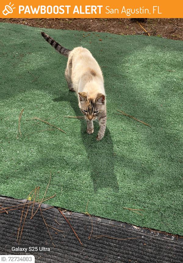Found/Stray Female Cat last seen Near Allen nease, San Agustín, FL 32085