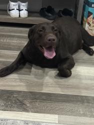 Found/Stray Male Dog last seen Publix Silver Palms, Homestead, FL 33032