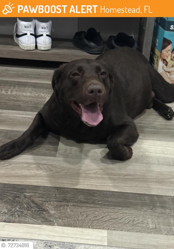 Found/Stray Male Dog last seen Publix Silver Palms, Homestead, FL 33032