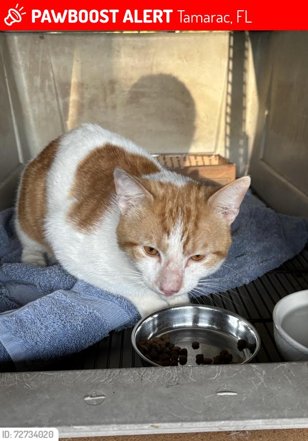 Lost Male Cat last seen Southgate, Margate, FL 33068
