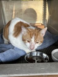 Lost Male Cat last seen Southgate, Margate, FL 33068