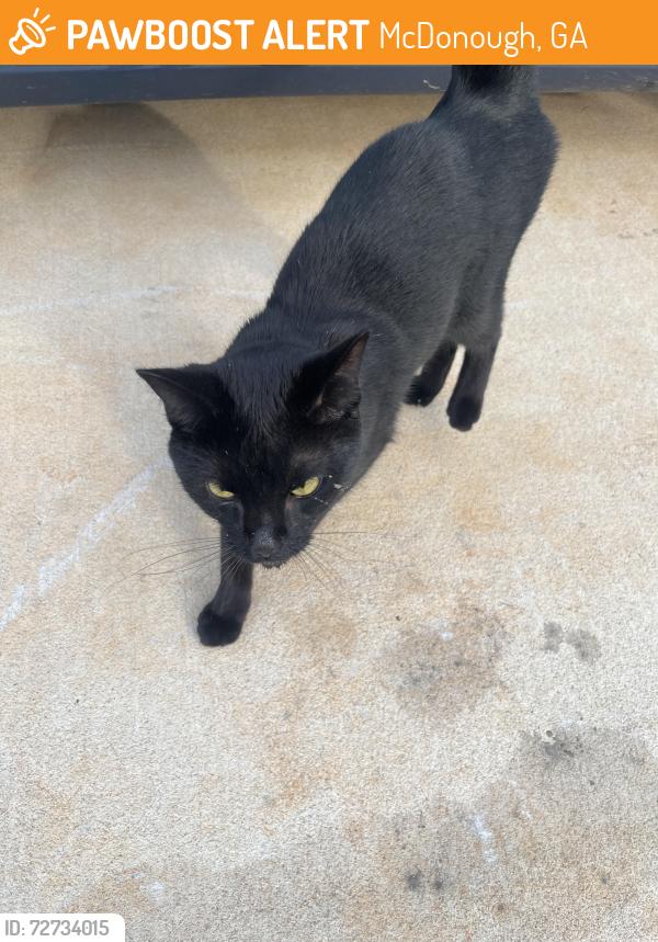 Found/Stray Unknown Cat last seen Lily pad ct. , McDonough, GA 30252