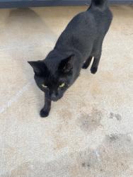 Found/Stray Unknown Cat last seen Lily pad ct. , McDonough, GA 30252