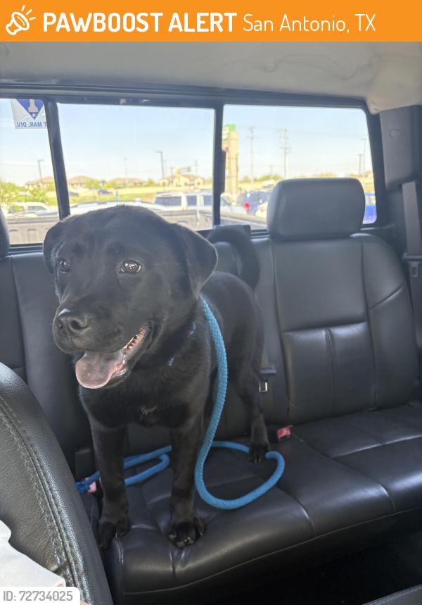 Found/Stray Female Dog last seen Ellison Dr and Protranco , San Antonio, TX 78251