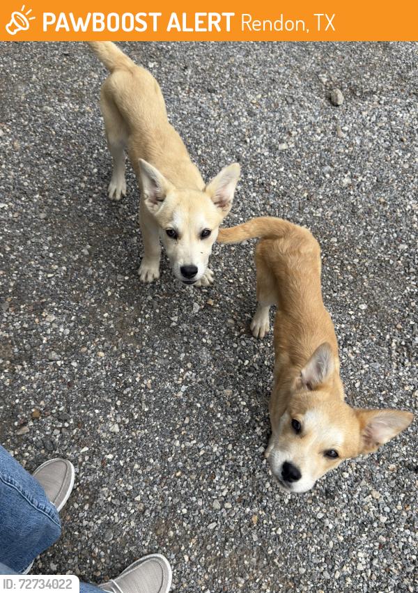 Found/Stray Male Dog last seen Levy County Line Rd, Rendon, TX 76028