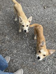 Found/Stray Male Dog last seen Levy County Line Rd, Rendon, TX 76028