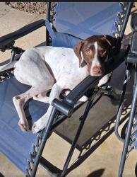 Lost Male Dog last seen 32st and Shea blvd., Phoenix, AZ 85028
