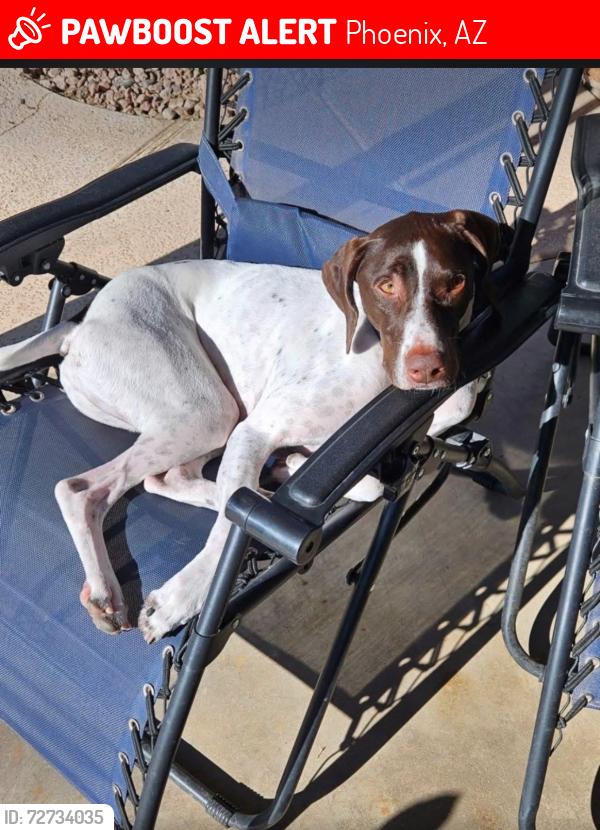 Lost Male Dog last seen 32st and Shea blvd., Phoenix, AZ 85028