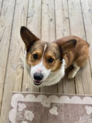 Found/Stray Male Dog last seen Co rd 314, Cleburne, TX 76031