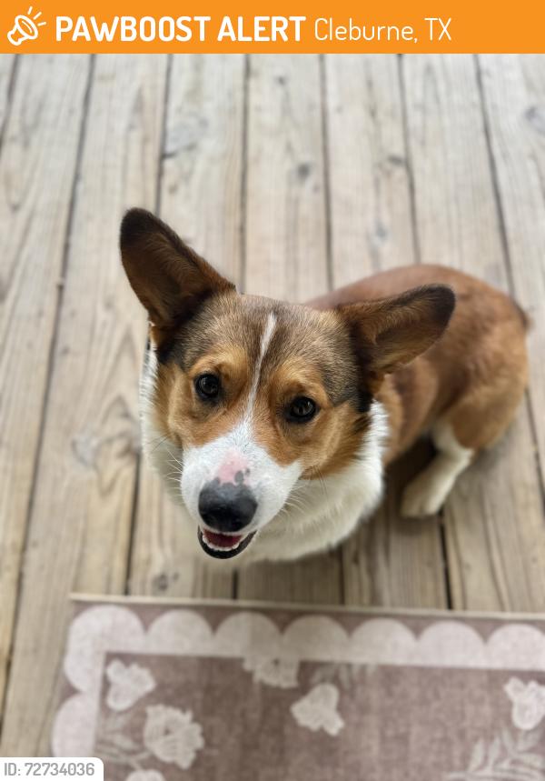 Found/Stray Male Dog last seen Co rd 314, Cleburne, TX 76031