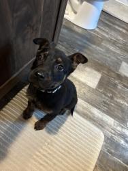 Found/Stray Female Dog last seen Highway 59 W, Garland, TN 38019