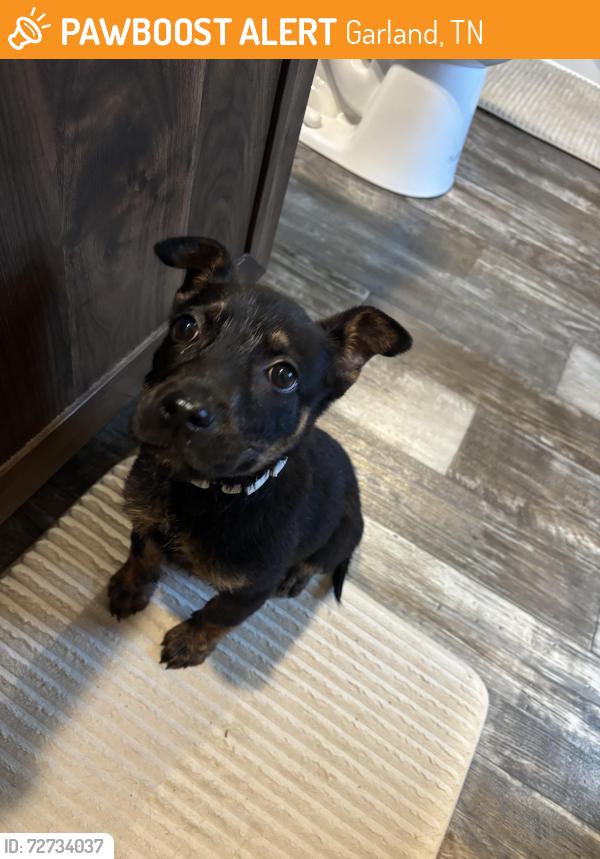 Found/Stray Female Dog last seen Highway 59 W, Garland, TN 38019