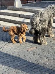 Lost Female Dog last seen Locke St and Tecumpseh, Hamilton, ON L8R