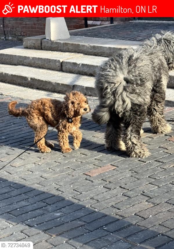 Lost Female Dog last seen Locke St and Tecumpseh, Hamilton, ON L8R