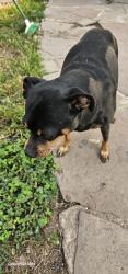 Lost Male Dog last seen Calle 6th y denver avenida kcmo, Kansas City, MO 64124