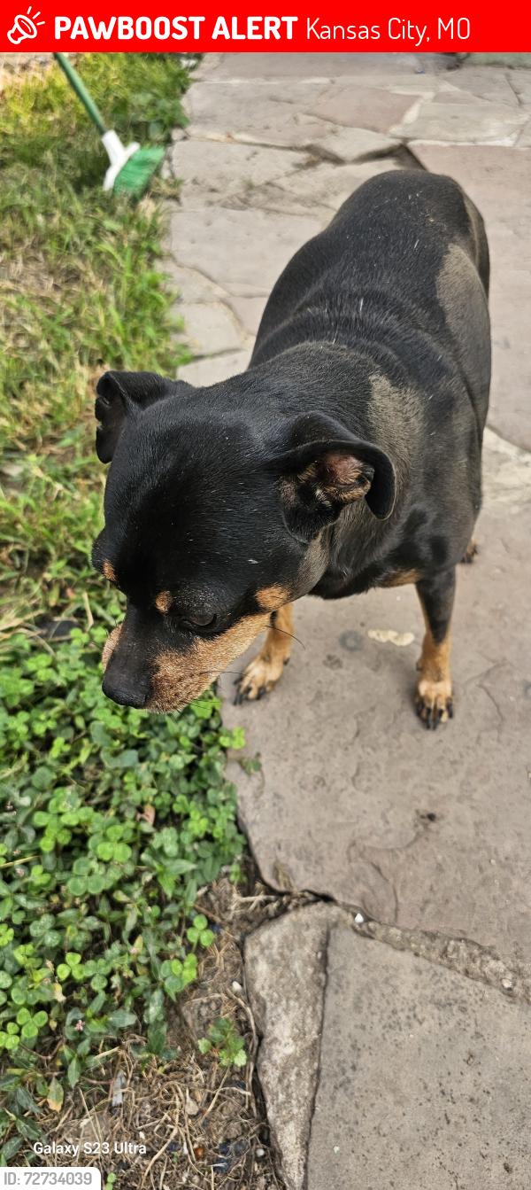 Lost Male Dog last seen Calle 6th y denver avenida kcmo, Kansas City, MO 64124