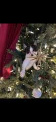 Lost Unknown Cat last seen Douglas St, Cleburne, TX 76033