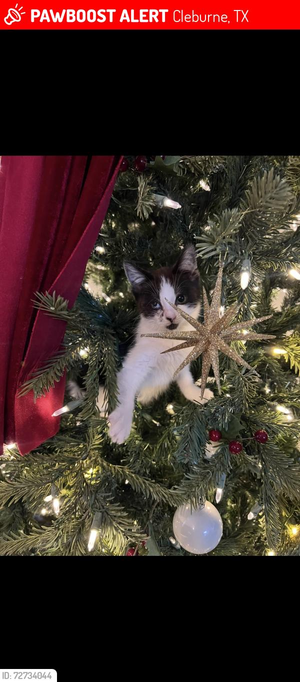 Lost Unknown Cat last seen Douglas St, Cleburne, TX 76033