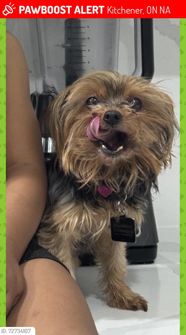 Lost Female Dog last seen Veronica drive , Kitchener, ON N2A