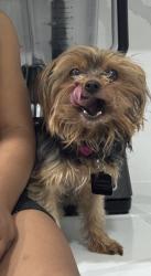 Lost Female Dog last seen Veronica drive , Kitchener, ON N2A