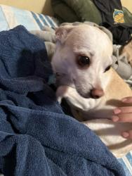 Lost Male Dog last seen By pepis on foothill and alder , San Bernardino County, CA 92376
