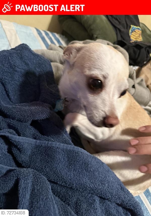 Lost Male Dog last seen By pepis on foothill and alder , San Bernardino County, CA 92376