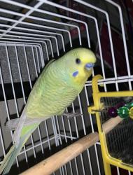 Lost Female Bird last seen Capitol , Dallas, TX 75206