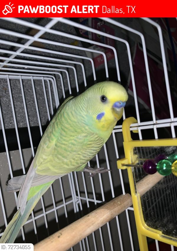 Lost Female Bird last seen Capitol , Dallas, TX 75206