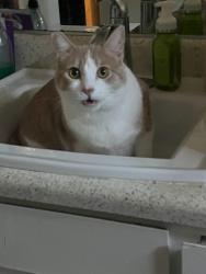 Lost Male Cat last seen Brooks and Division., Oceanside, CA 92054