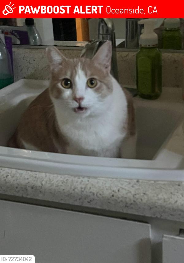 Lost Male Cat last seen Brooks and Division., Oceanside, CA 92054