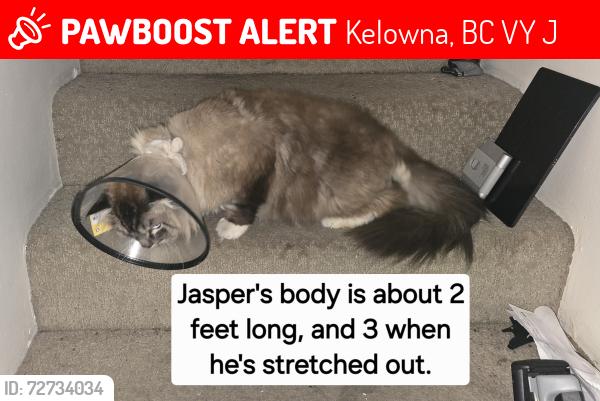 Lost Male Cat last seen Manhattan Drive, Kelowna, BC V1Y 7J6